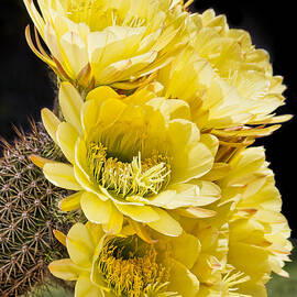 Yellow Bouquet by Kelley King