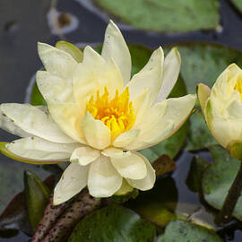 yellow lotus by Flees Photos