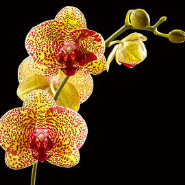 Yellow Orchid by Jean Noren