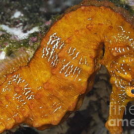 Yellow Pacific Seahorse by Sami Sarkis Photography