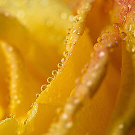 Yellow Rose Dew by Mary Jo Allen