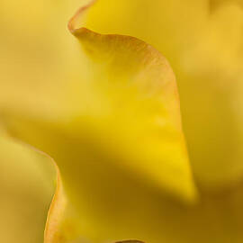 Yellow Rose Petal Abstract by Mary Jo Allen