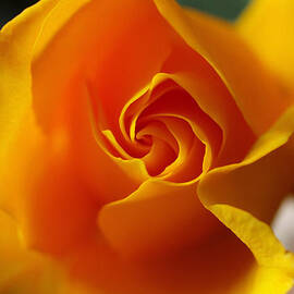 Yellow Swirl by Joe Schofield