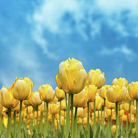Yellow Tulips Against Blue Sky by Nicolasmccomber