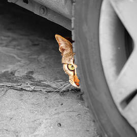 You can't see me by AM FineArtPrints