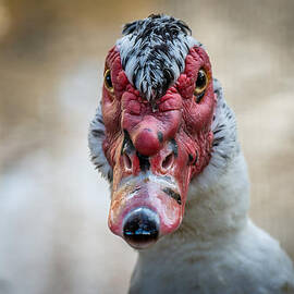 You Talking to Me by David Morefield