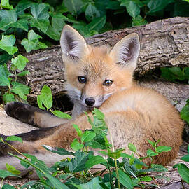 Naptime by Stacy Abbott