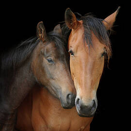 Young Horse Nuzzles Into Neck Of Larger by Anne Louise Macdonald Of Hug A Horse Farm