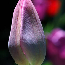 Youth and Beauty by Rona Black