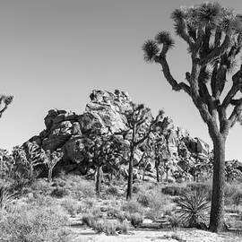 Yucca Brevifolia by Kelley King