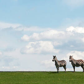 Zebra Partners by Gail Shotlander
