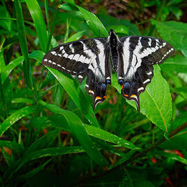Zebra Swallowtail by Mary Jo Allen