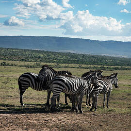 Zebras On Savannah by Johner Images