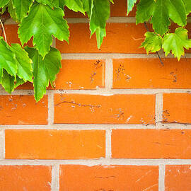 Brick wall by Tom Gowanlock
