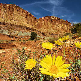 Capitol Flower Garden by Adam Jewell