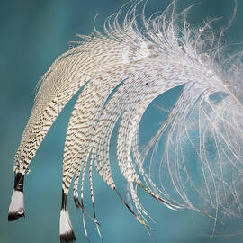 Droopy Feather by Jean Noren