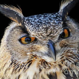 Eurasian Eagle-Owl by Sami Sarkis Photography
