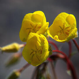 Desert Evening Primrose by Joe Schofield