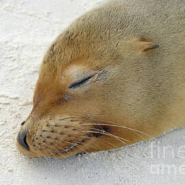 Galapagos Sea lion sleeping on beach by Sami Sarkis Photography
