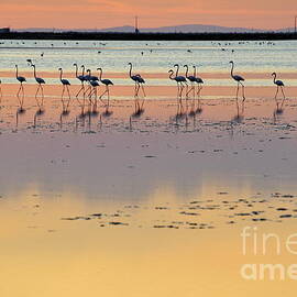 Greater flamingos in pond at sunset by Sami Sarkis Photography