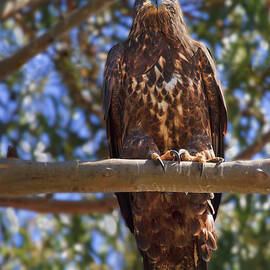 Immature Bald Eagle by Beth Sargent