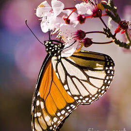 Monarch on a Flower by Darcy Michaelchuk