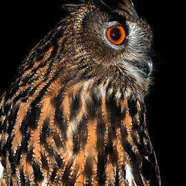 Side Portrait of an Eagle Owl by Jean Noren
