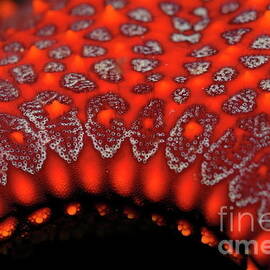 Panamic Cushion Star by Sami Sarkis Photography
