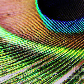 Peacock feather by Sami Sarkis Photography