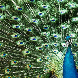 Peacock by Ivan Vukelic