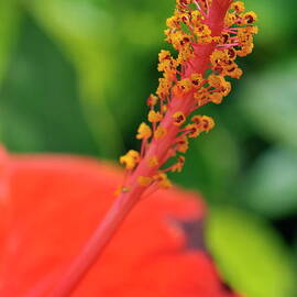 Red hibiscus flower  by Sami Sarkis Photography