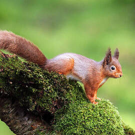 Red Squirrel by Grant Glendinning