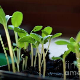 Seeding shoots by Sami Sarkis Photography