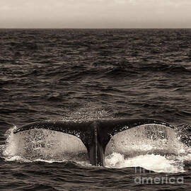 Sepia Humpback Tail by Darcy Michaelchuk
