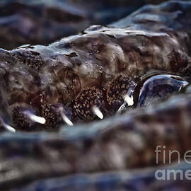 Starfish Spikes by Darcy Michaelchuk