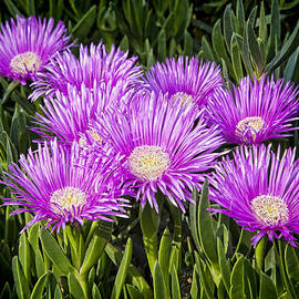 Succulent Flowers by Kelley King
