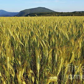 Wheat field by Sami Sarkis Photography