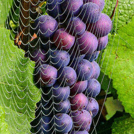 Wine in a web 2 by Jean Noren
