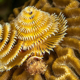 Christmas tree worm by Jean Noren