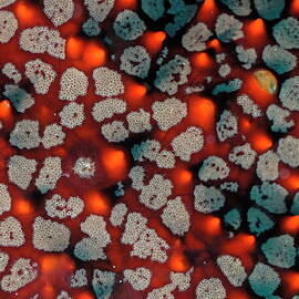 Panamic Cushion Star by Sami Sarkis Photography