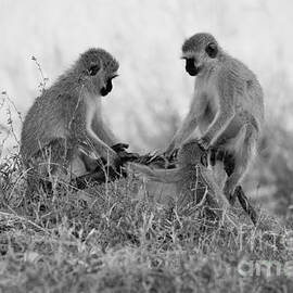 3 Monkeys Hey its not a wig by Darcy Michaelchuk