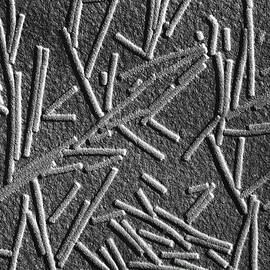 Tobacco Mosaic Virus, Microscopic Photo, Tem by Omikron