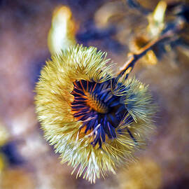 A Look Inside by Bill and Linda Tiepelman