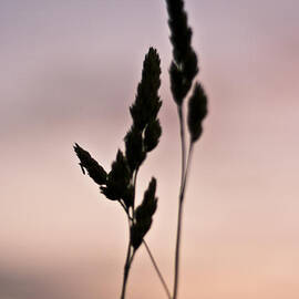 A Simple Life by Georgia Clare