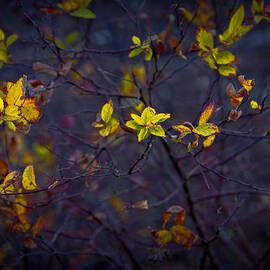 A Splash of Contrast by Bill and Linda Tiepelman