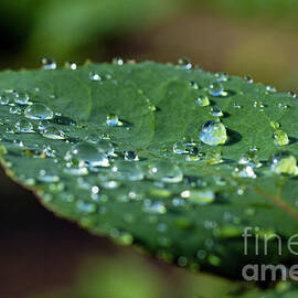After rain by Sami Sarkis Photography