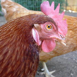 Amish Rooster by Richard Reeve