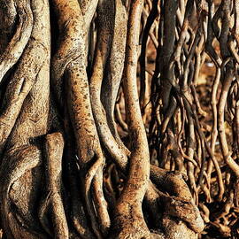 Apparent roots of Banyan tree by Sami Sarkis Photography