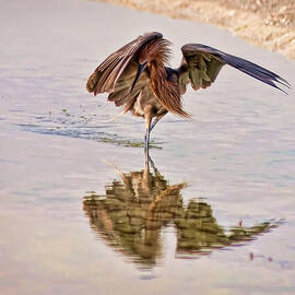 Attack Dance by Steven Sparks