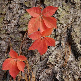 Autumn Leaves by Richard Reeve